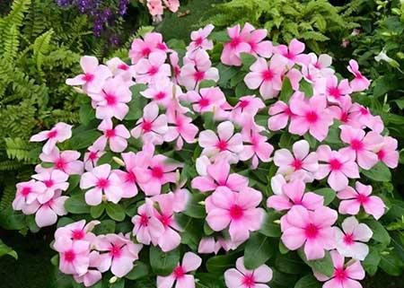 适合夏季养的花