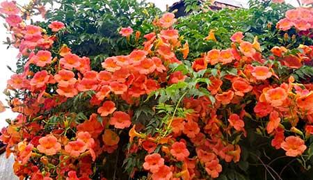 适合夏季养的花