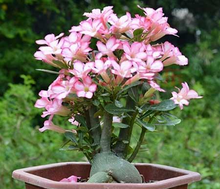 适合夏季养的花