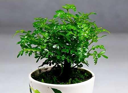 盆景绿植