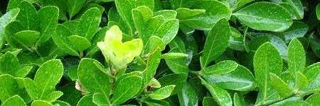 冬青盆栽怎么养