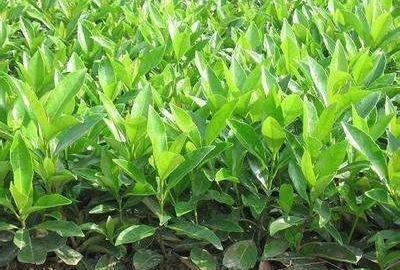 冬青盆栽怎么养