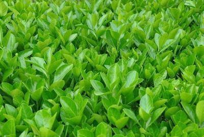 冬青盆栽怎么养