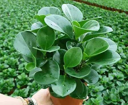 碧绿花卉怎么养