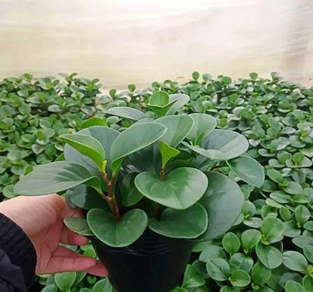 碧绿花卉怎么养