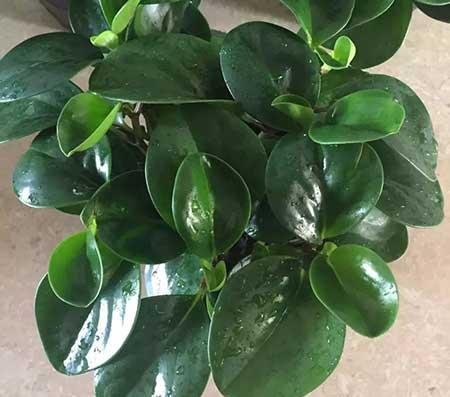 碧绿花卉怎么养