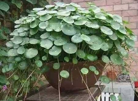 水培钱多多绿植的养护方法