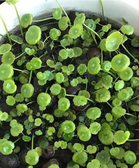 水培钱多多绿植的养护方法