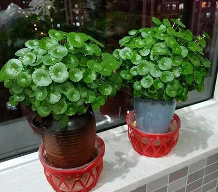 水培钱多多绿植的养护方法