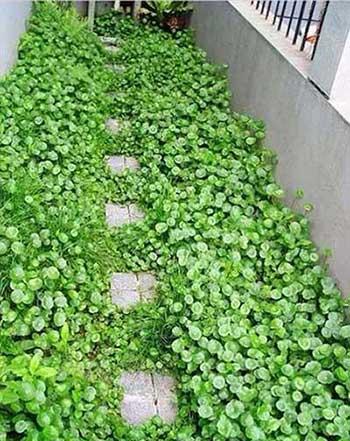 水培钱多多绿植的养护方法