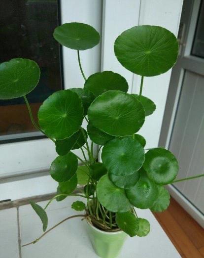 水培钱多多绿植的养护方法