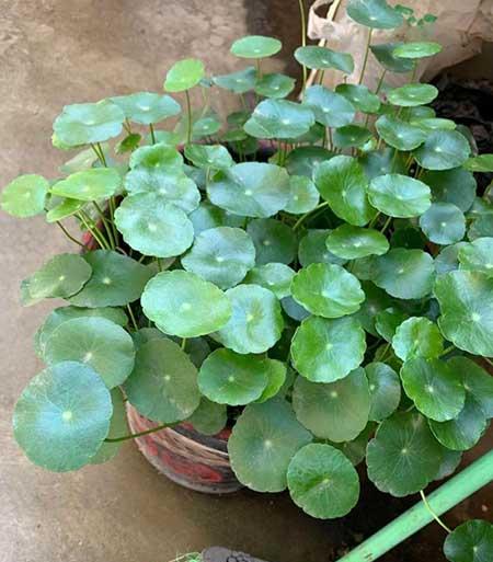 水培钱多多绿植的养护方法