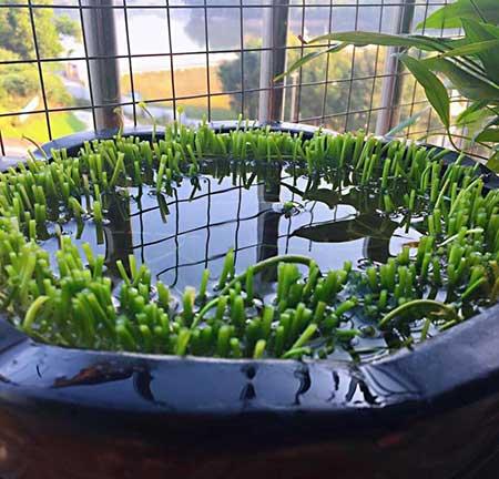 水培钱多多绿植的养护方法