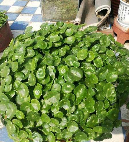 水培钱多多绿植的养护方法