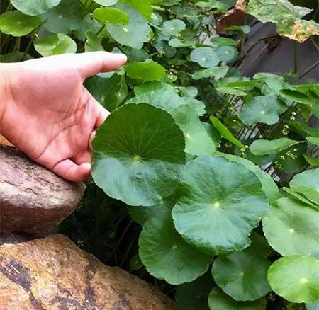 水培钱多多绿植的养护方法