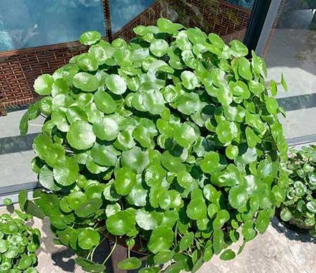 水培钱多多绿植的养护方法