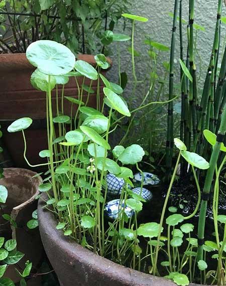 水培钱多多绿植的养护方法