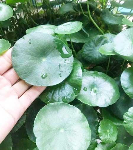 水培钱多多绿植的养护方法