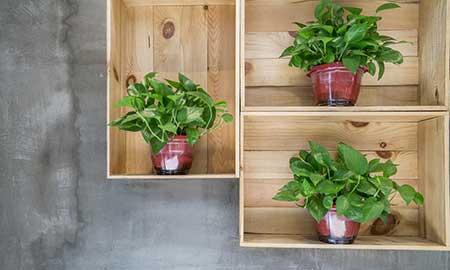 室内养什么绿植
