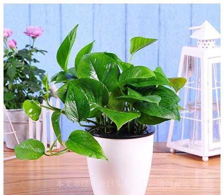 适应家庭养的花