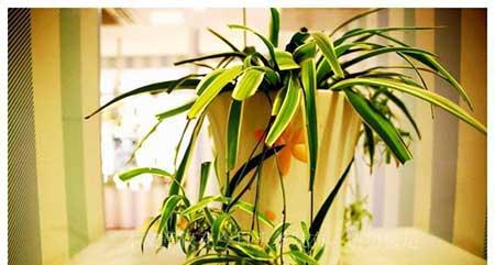 适应家庭养的花