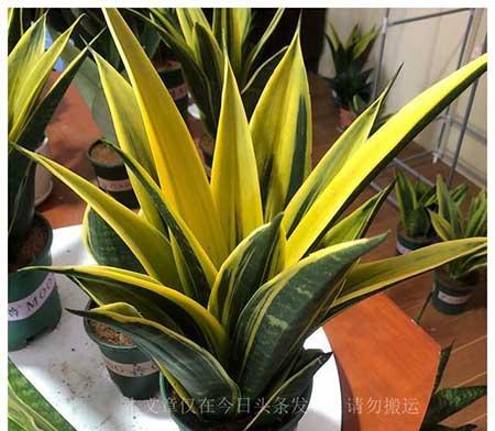 适应家庭养的花