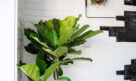 适合室内养的大叶绿植