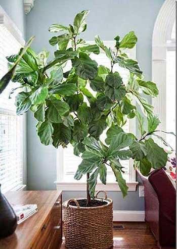 适合室内养的大叶绿植