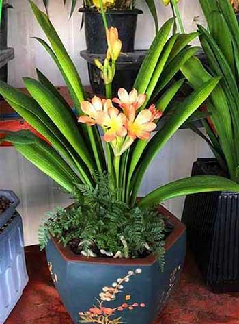 适合室内养的大叶绿植