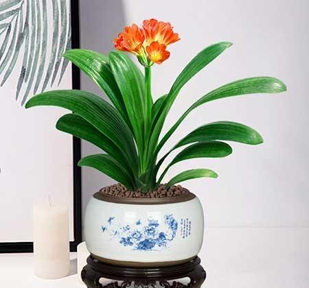 适合室内养的大叶绿植