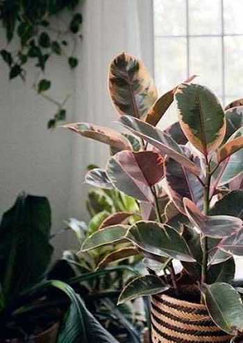 适合室内养的大叶绿植