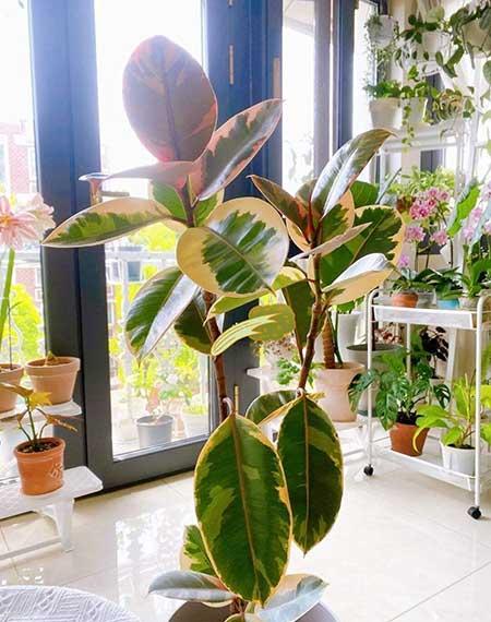 适合室内养的大叶绿植