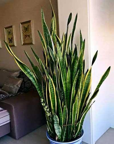 适合室内养的大叶绿植