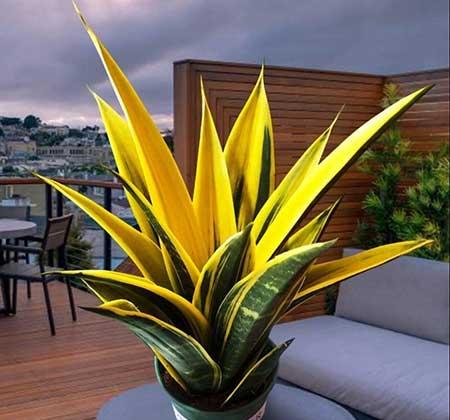 适合室内养的大叶绿植