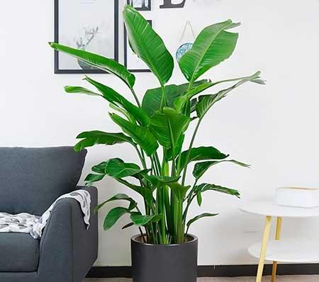 适合室内养的大叶绿植