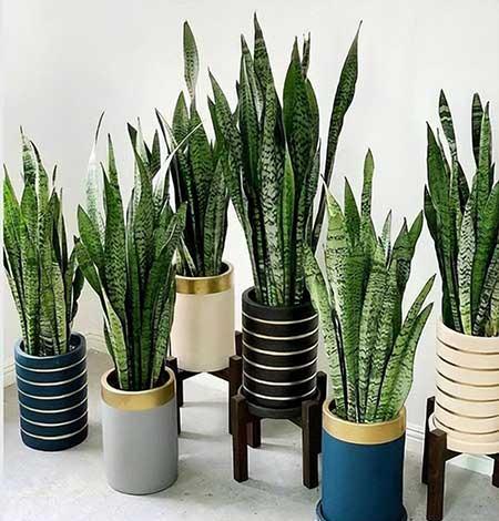 适合室内养的大叶绿植