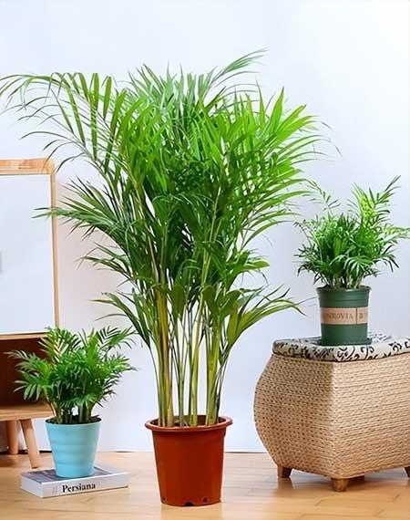 适合室内养的大叶绿植