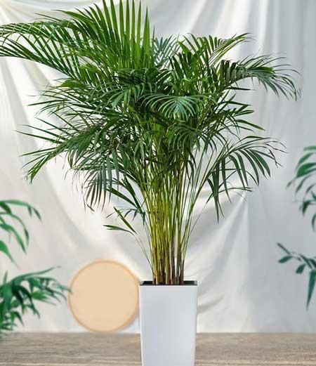 适合室内养的大叶绿植