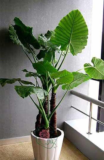 适合室内养的大叶绿植