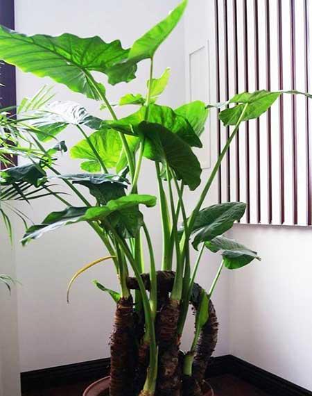 适合室内养的大叶绿植