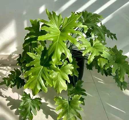 适合室内养的大叶绿植