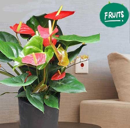 适合室内养的大叶绿植