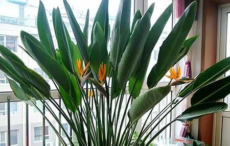 适合室内养的大叶绿植