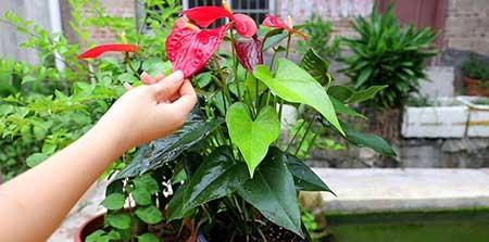 适合室内养的大叶绿植