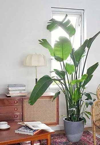 适合室内养的大叶绿植