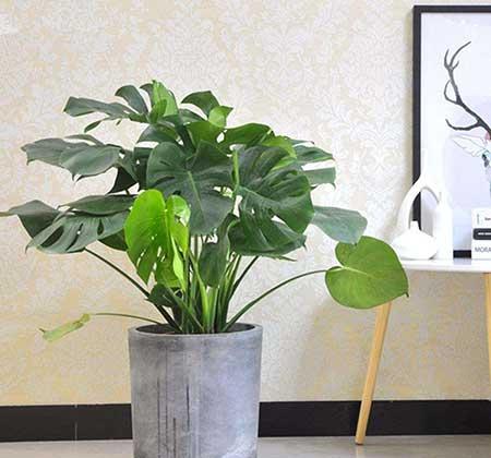 适合室内养的大叶绿植