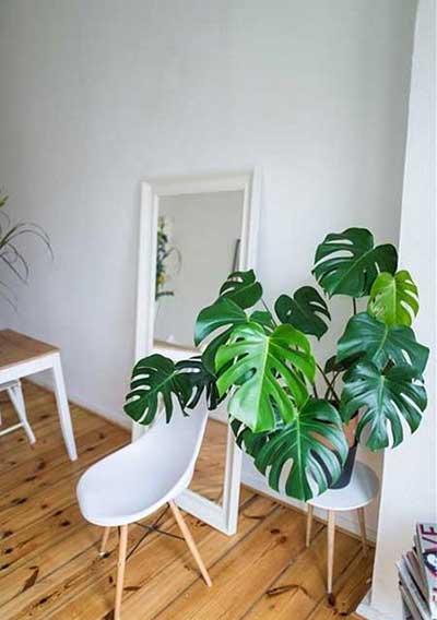 适合室内养的大叶绿植