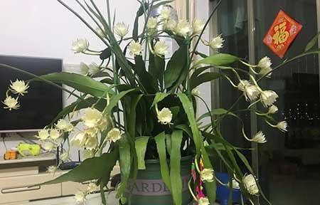 适合室内养的大叶绿植