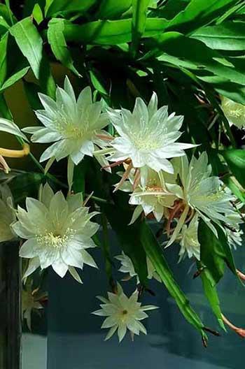 适合室内养的大叶绿植