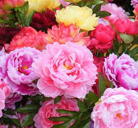 家中养什么花风水好